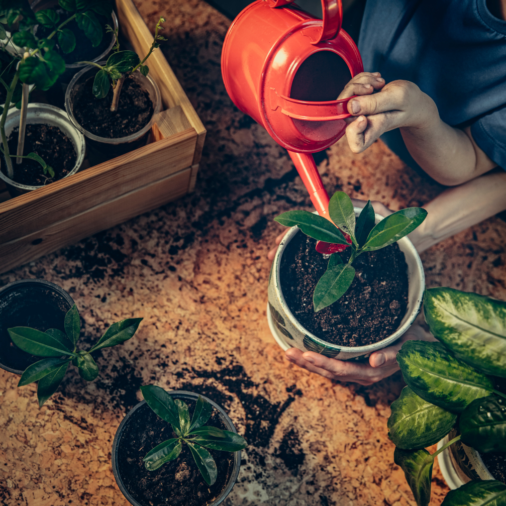 Plant Care