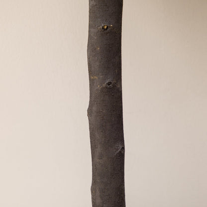 HOMCOM 2er-Set Künstlicher Buchsbaum, 2 Buchsbäume, Outdoor, 20 cm x 20 cm x 60 cm, Grün + Braun+ Schwarz